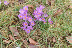 20240210_crocus