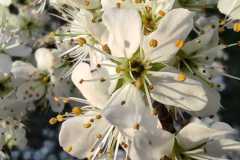 20250403_Sleedoorn_foto-Quirine