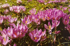 Boerencrocus