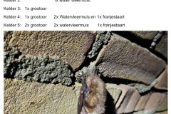 vleermuizentelling-2024-2025
