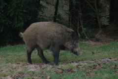 wildzwijn-op-Limos_08-01-17